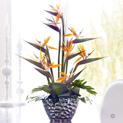 Luxury Strelitzia Arrangement