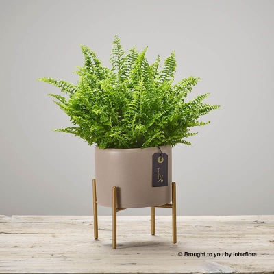 Freedom Fern Planter